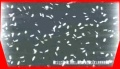 Thumbnail for version as of 01:32, 11 July 2007