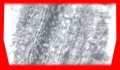 Thumbnail for version as of 04:51, 17 August 2007