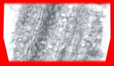 S5frame(235-239).jpg