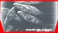 Thumbnail for version as of 01:32, 11 July 2007